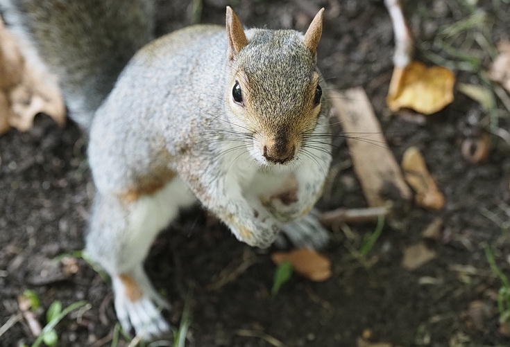 In photos: autumn takes hold in London's Green Park
