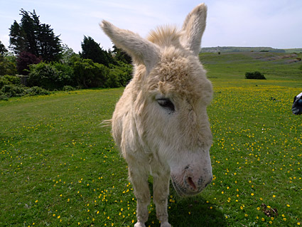 Dorset, Corfe Castle, Swanage, Worth Matravers and Isle of Purbeck walk, May 2009 - photos, feature and comment