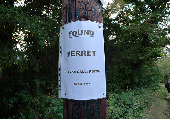 Petts Wood, Farnborough Village, Keston and Hayes walk, September 2009 - photo feature - photos, feature and comment