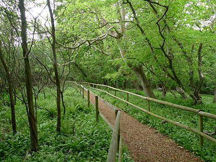 A walk from Tyneham to Worbarrow Bay, Isle of Purbeck walk, Dorset, May 2009 - photos, feature and comment - photos, feature and comment